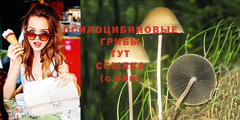 как найти закладки  Алзамай  Псилоцибиновые грибы MAGIC MUSHROOMS 